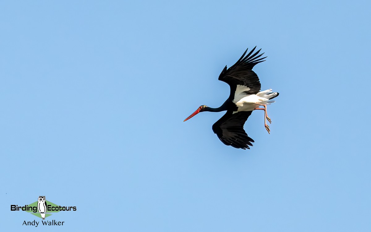 Black Stork - ML620743402