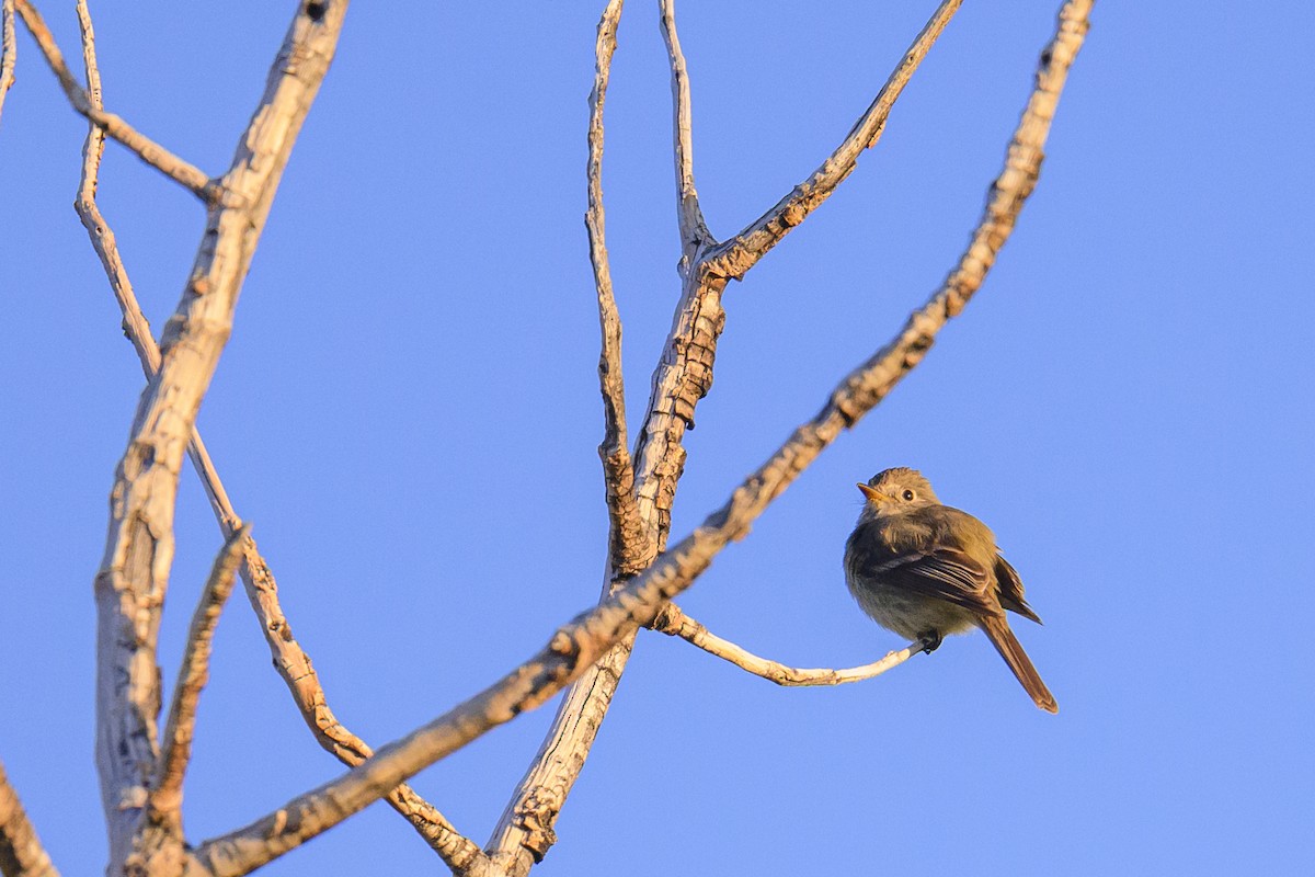 Dusky Flycatcher - ML620743406