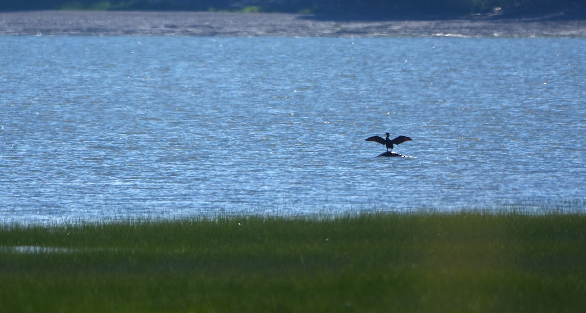 Double-crested Cormorant - Éric Lambert