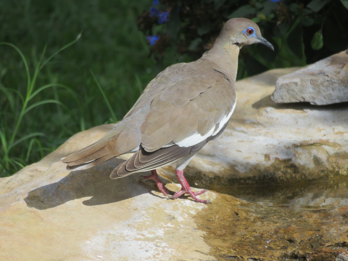 White-winged Dove - ML620743414