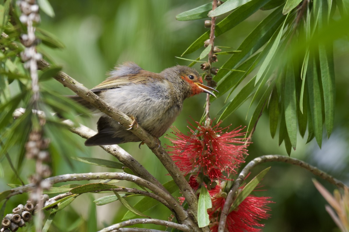 Crimson-crowned Flowerpecker - ML620743415