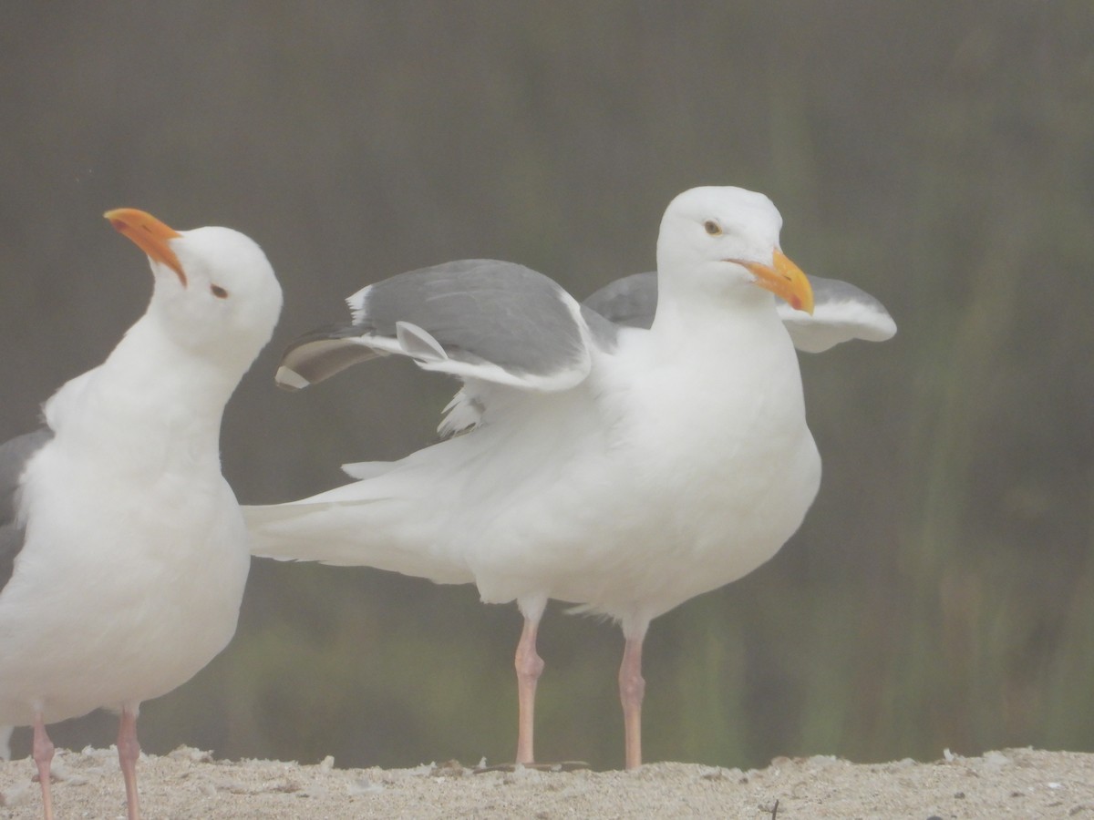 Western Gull - ML620743418