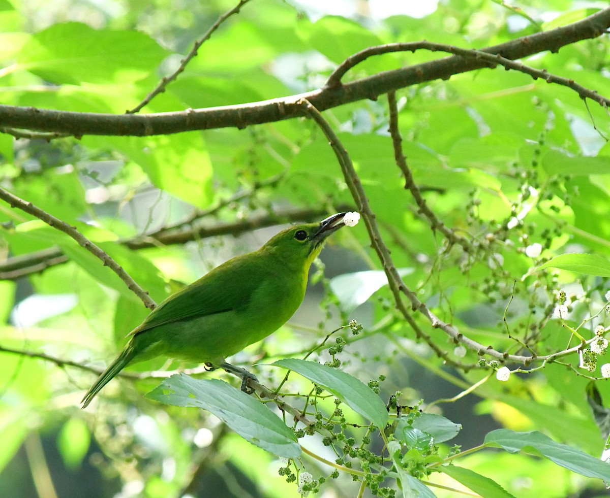 Greater Green Leafbird - ML620743419