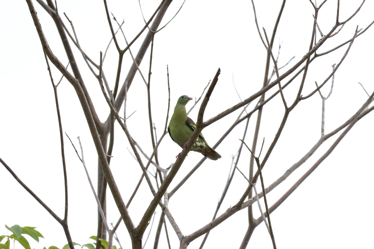 Thick-billed Green-Pigeon - ML620743421