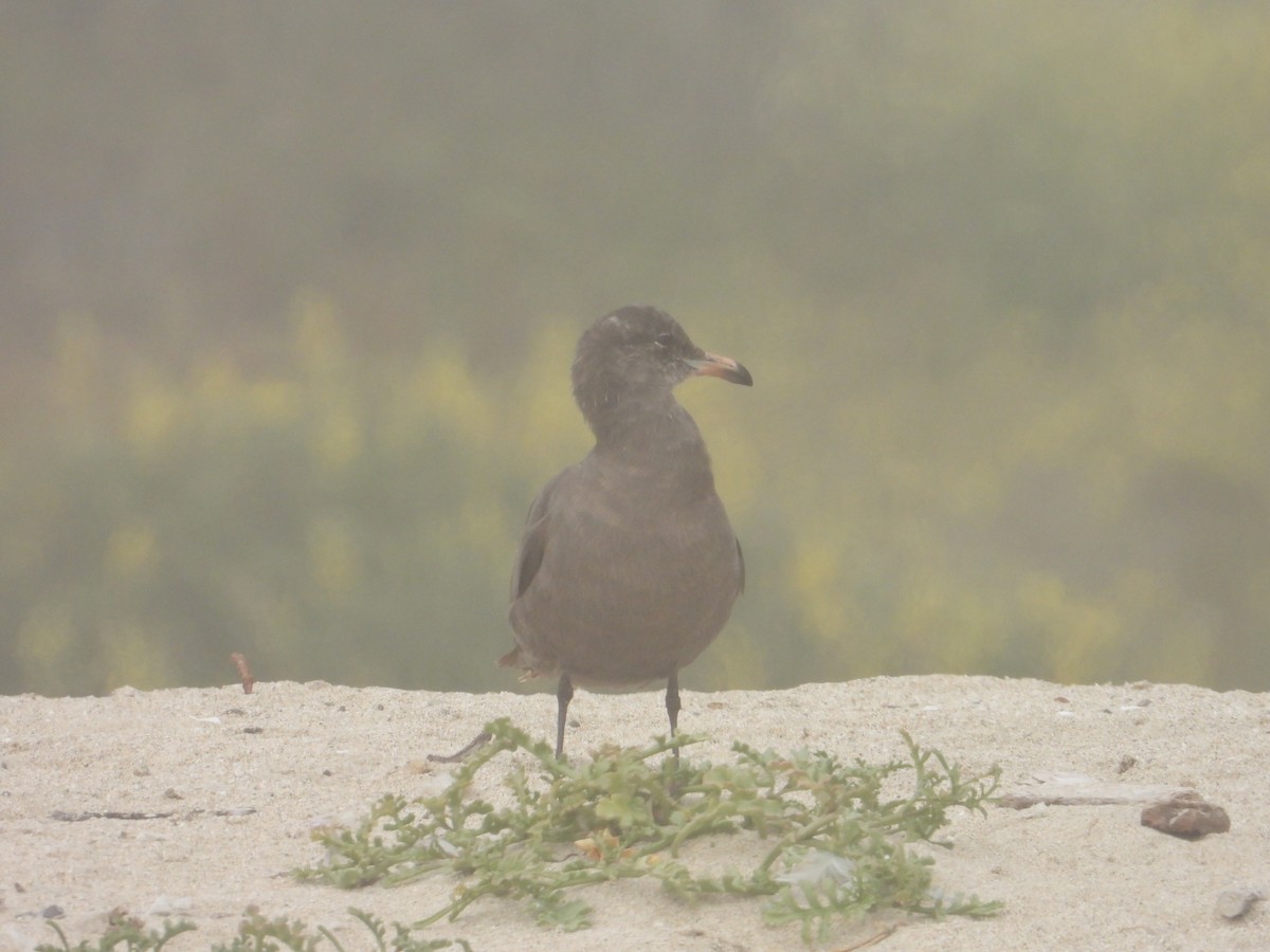 Heermann's Gull - ML620743428