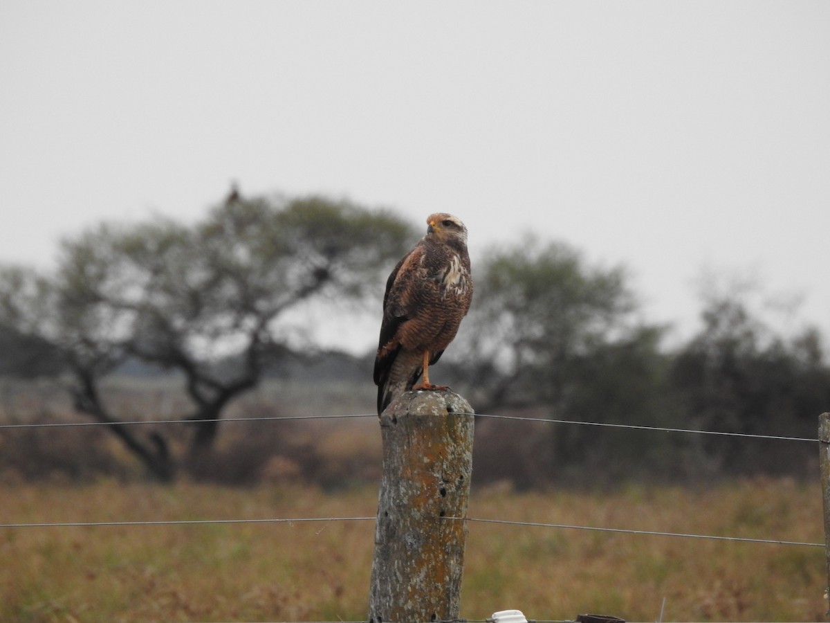 Savannenbussard - ML620743434