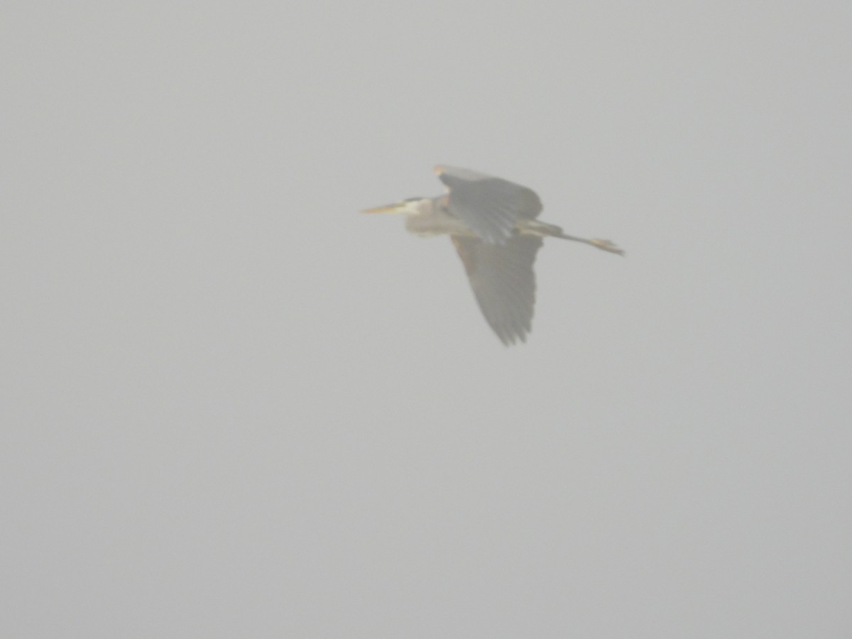 Great Blue Heron - ML620743438