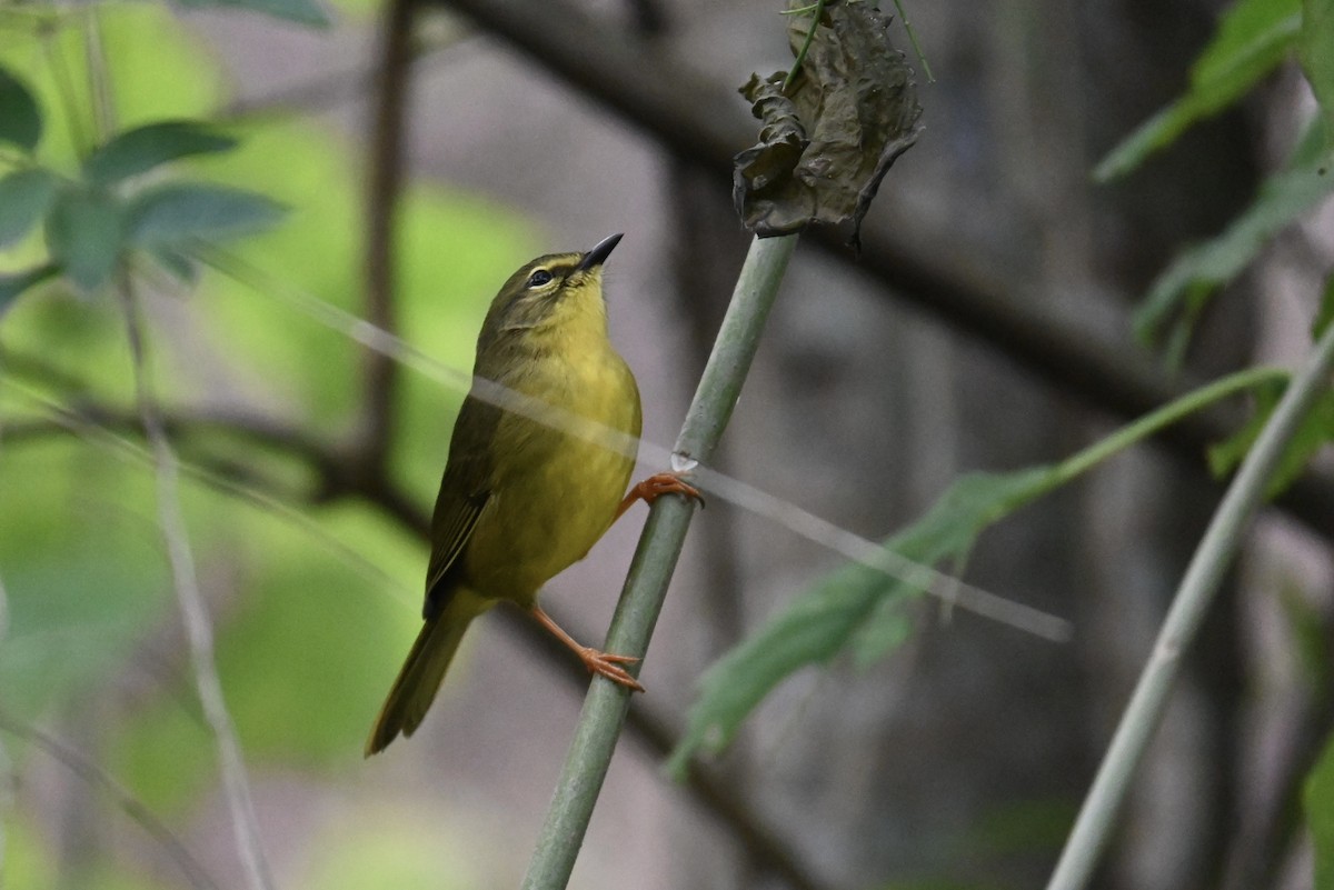 Two-banded Warbler - ML620743439