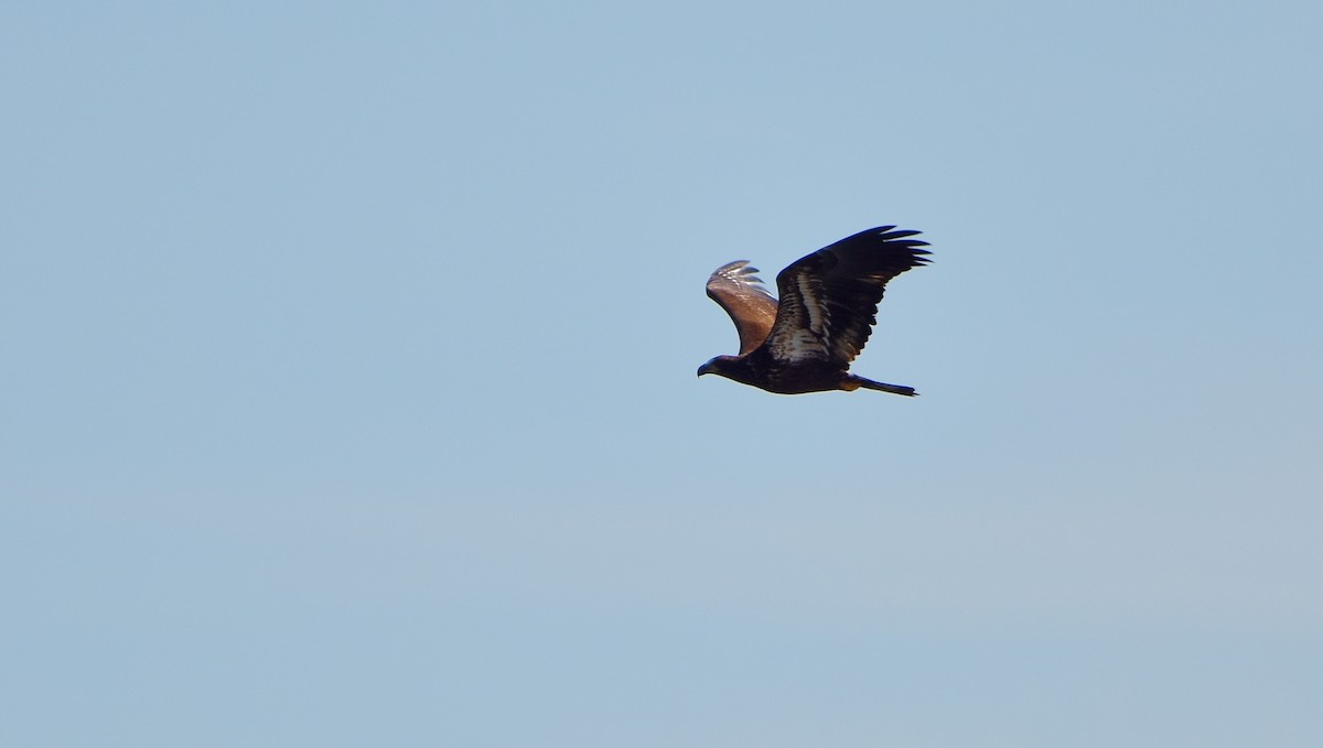 Bald Eagle - ML620743440