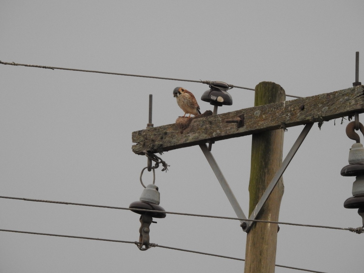 American Kestrel - ML620743441