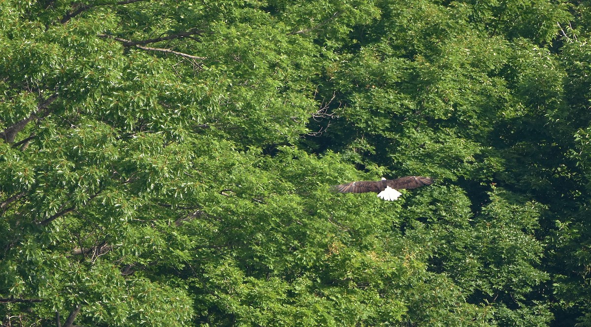 Bald Eagle - Éric Lambert