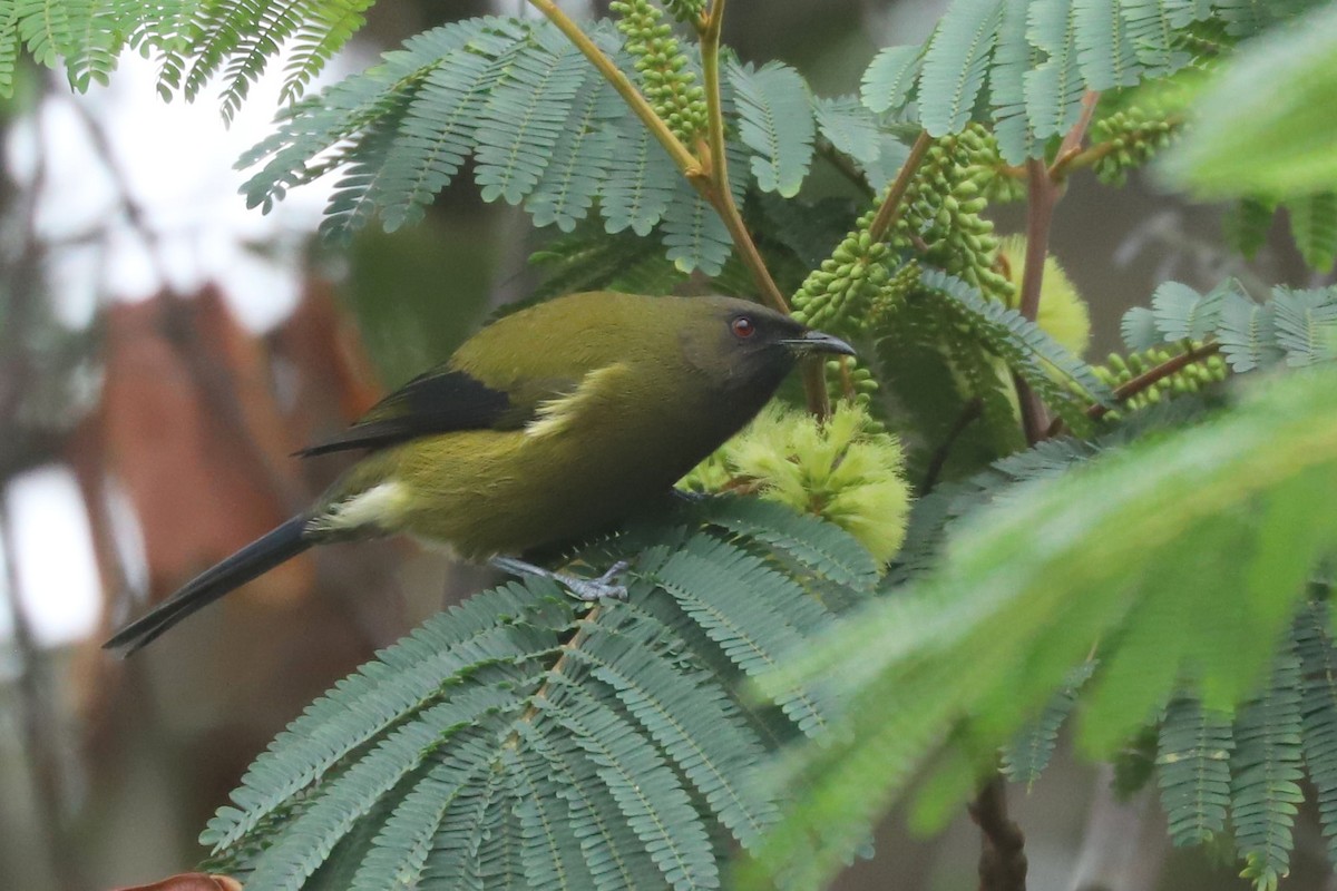 New Zealand Bellbird - ML620743450