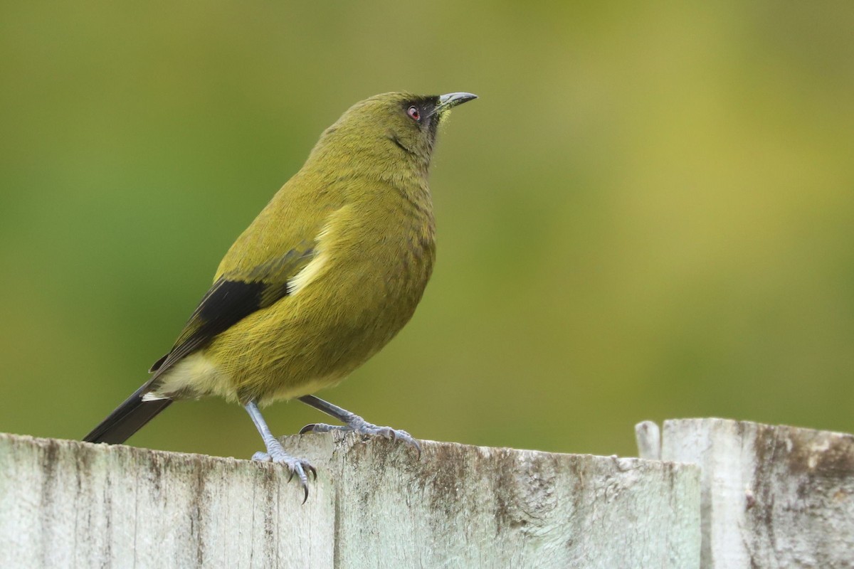 New Zealand Bellbird - ML620743459