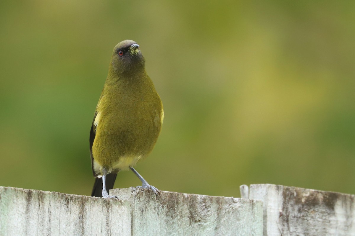 New Zealand Bellbird - ML620743460