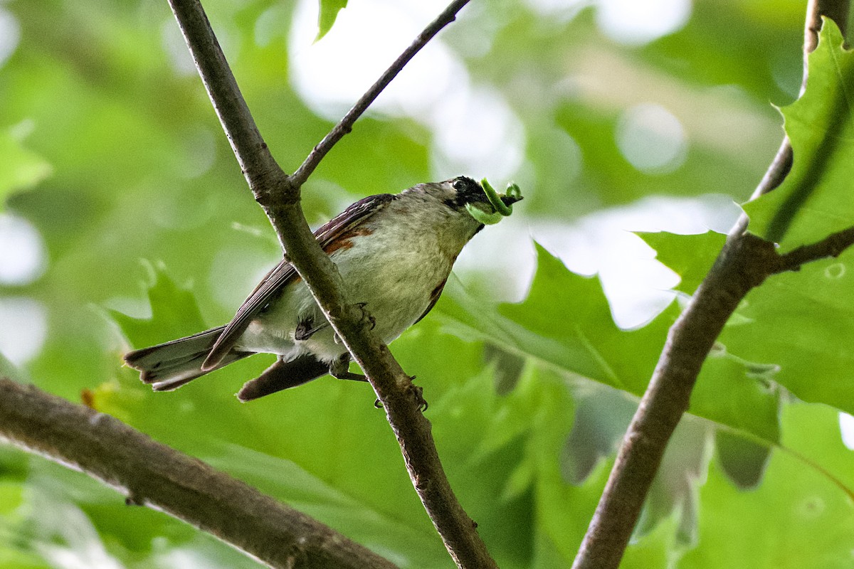 Chestnut-sided Warbler - ML620743465