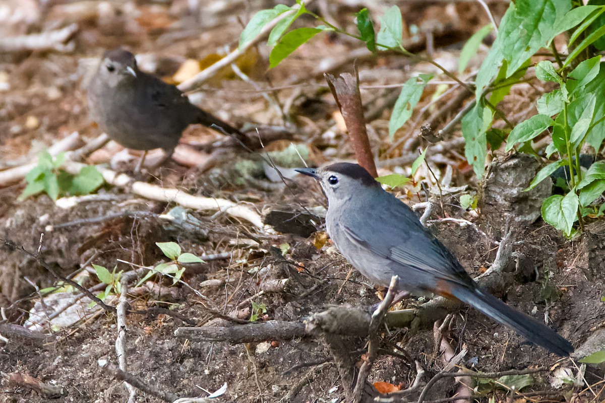 Gray Catbird - ML620743468