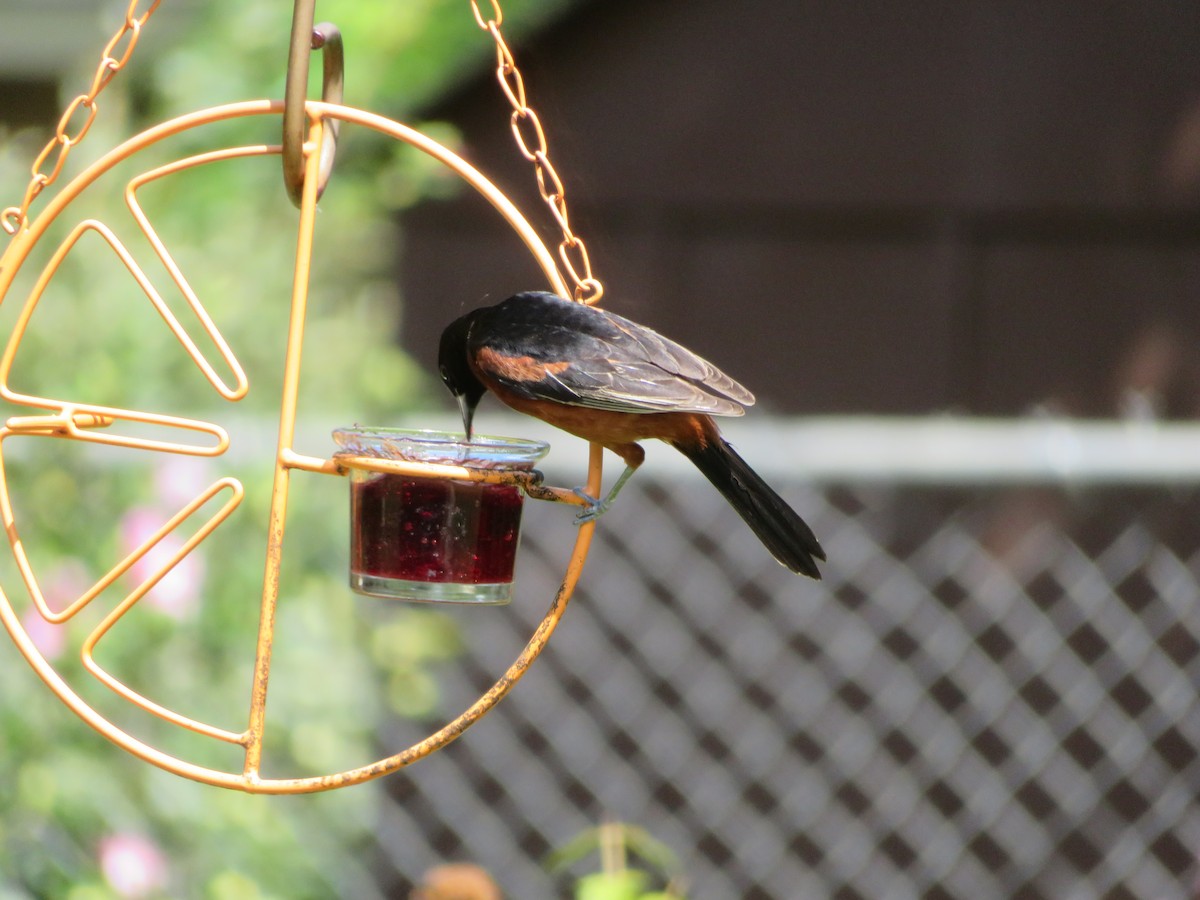 Orchard Oriole - ML620743471