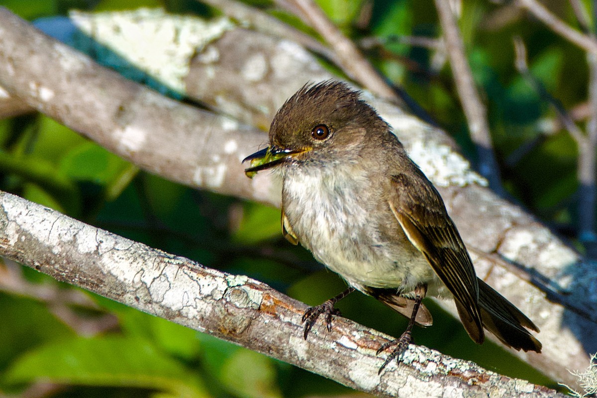 Eastern Phoebe - ML620743473