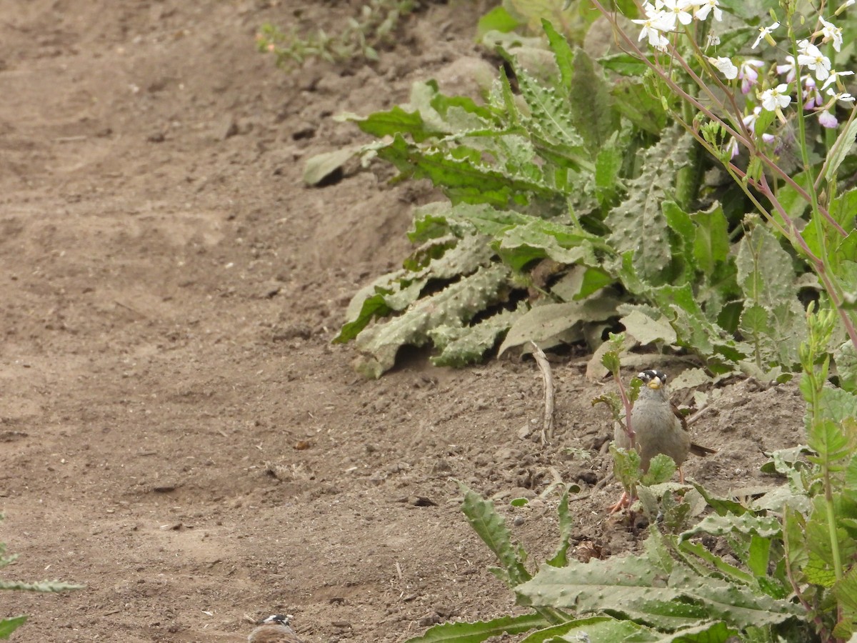 White-crowned Sparrow - ML620743480