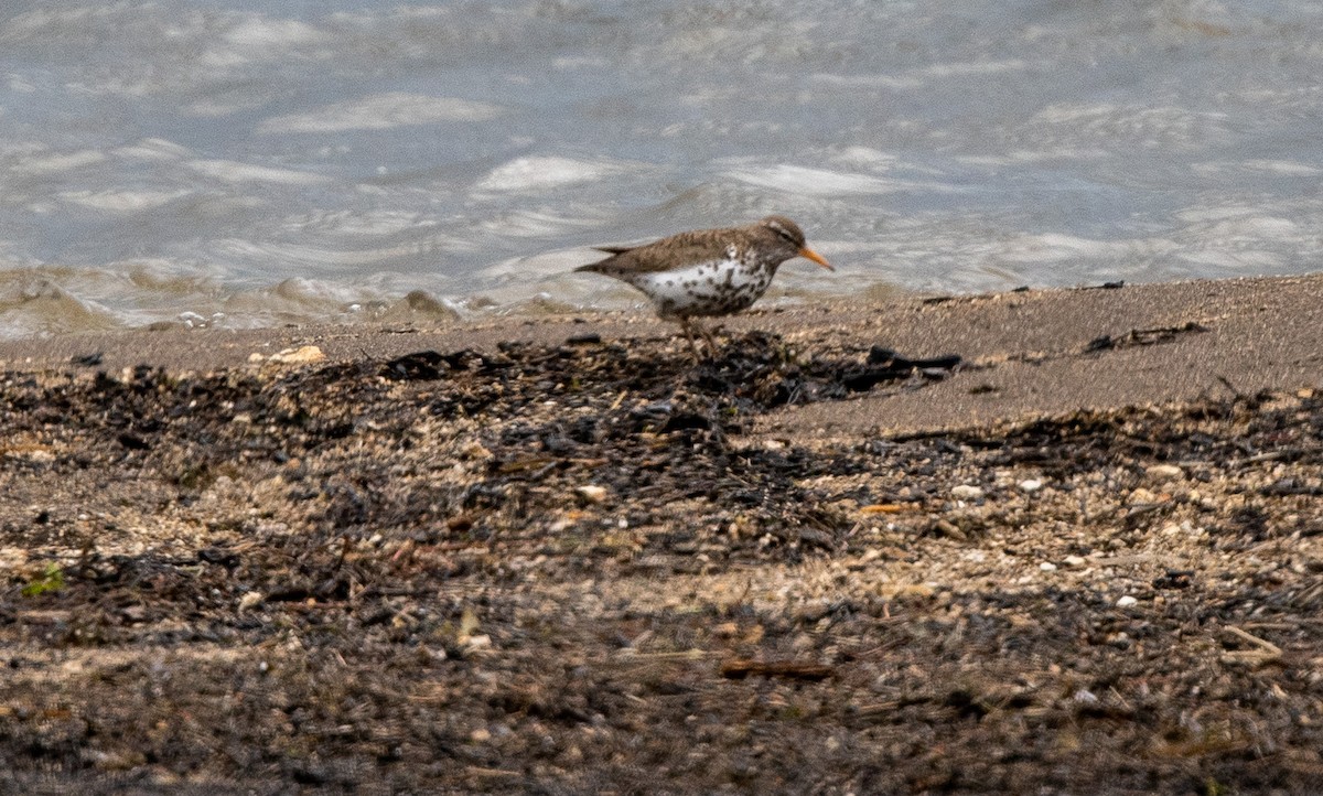 Spotted Sandpiper - ML620743483