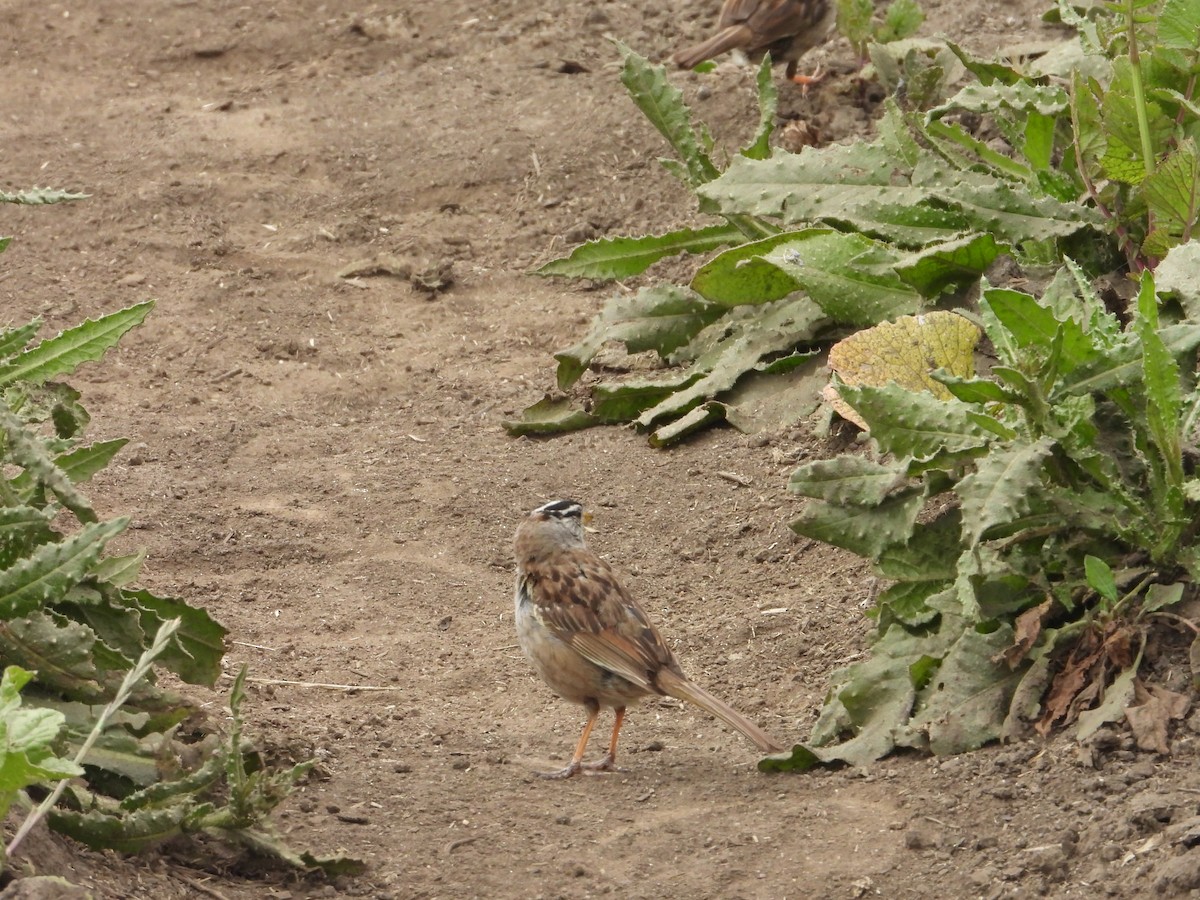 White-crowned Sparrow - ML620743484