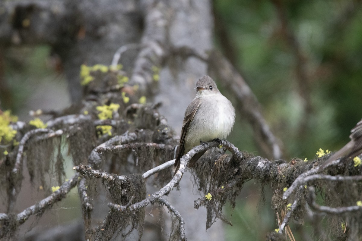 Western Wood-Pewee - ML620743485