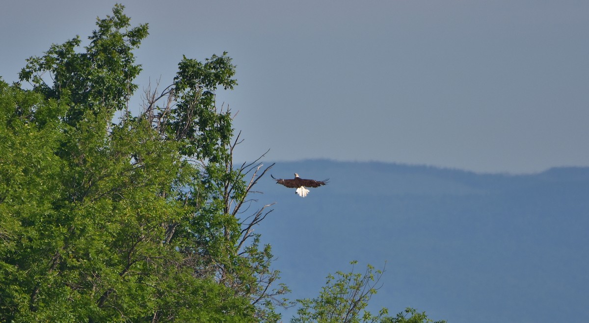 Weißkopf-Seeadler - ML620743486