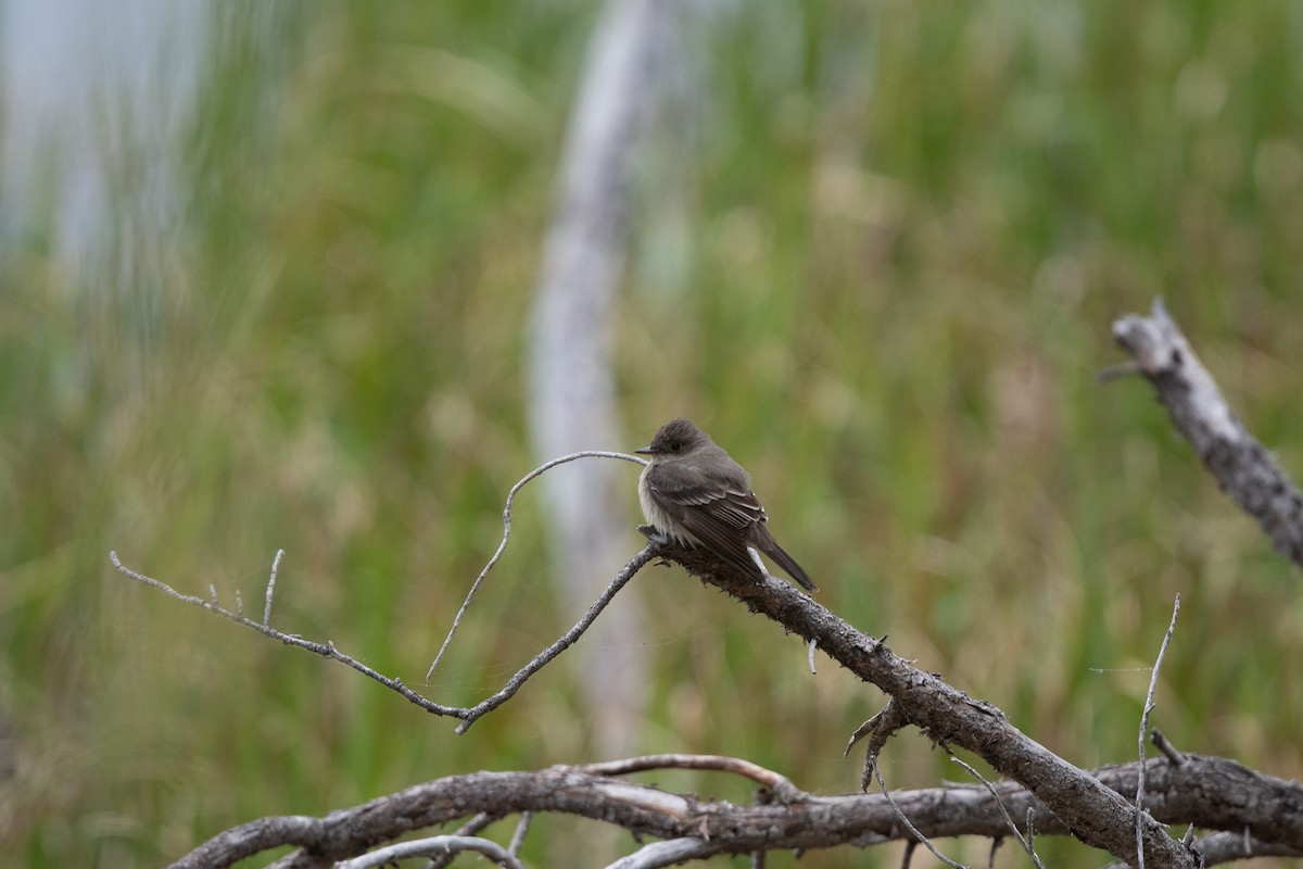 Western Wood-Pewee - ML620743490