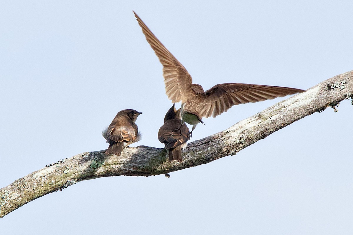 Golondrina Aserrada - ML620743491