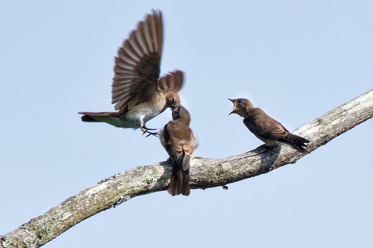 Northern Rough-winged Swallow - ML620743492