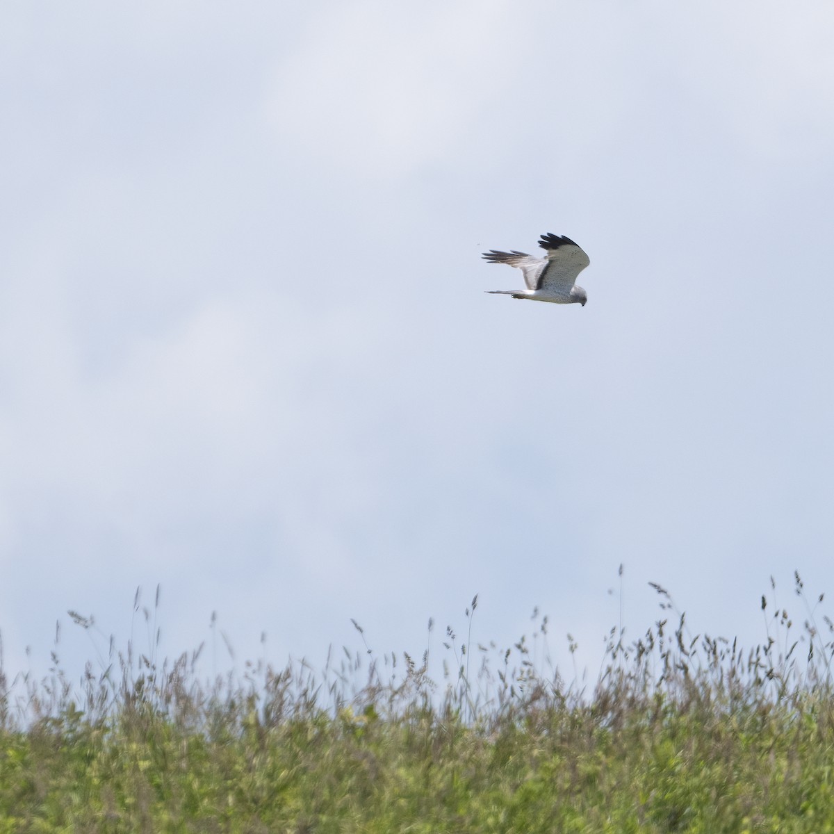 Northern Harrier - ML620743495