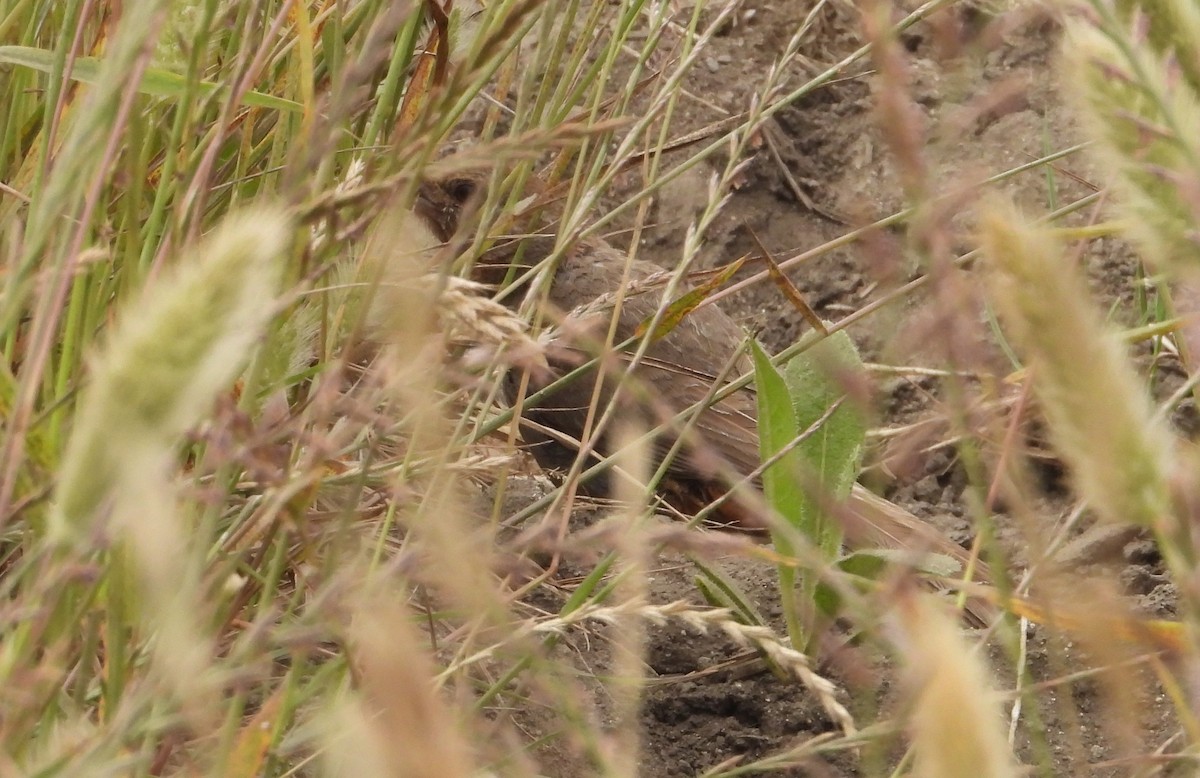 California Towhee - ML620743496