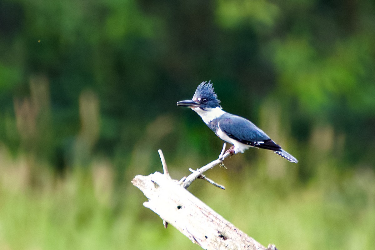 Belted Kingfisher - ML620743497