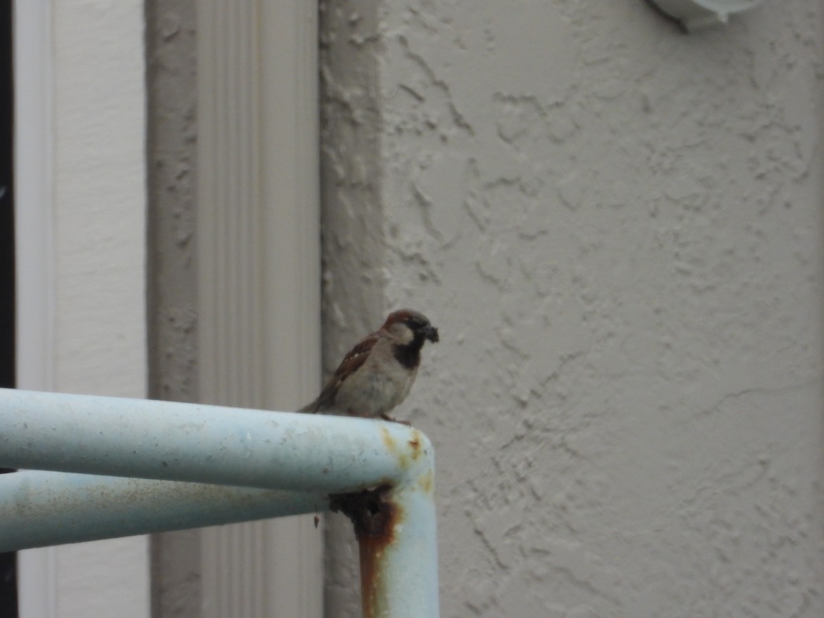 House Sparrow - ML620743514