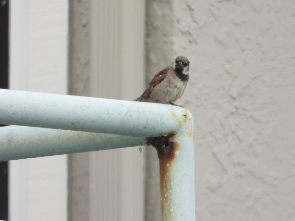 House Sparrow - ML620743516