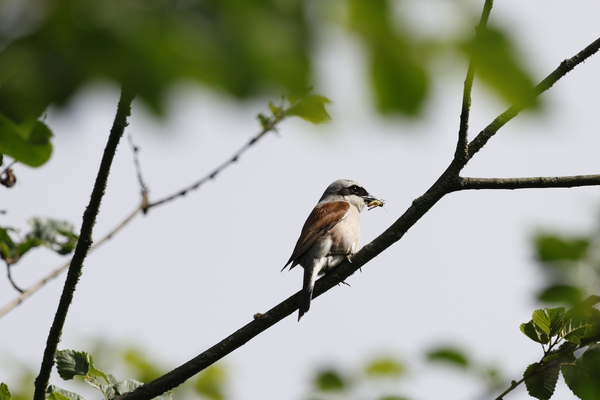 Red-backed Shrike - Schahzad Saqib