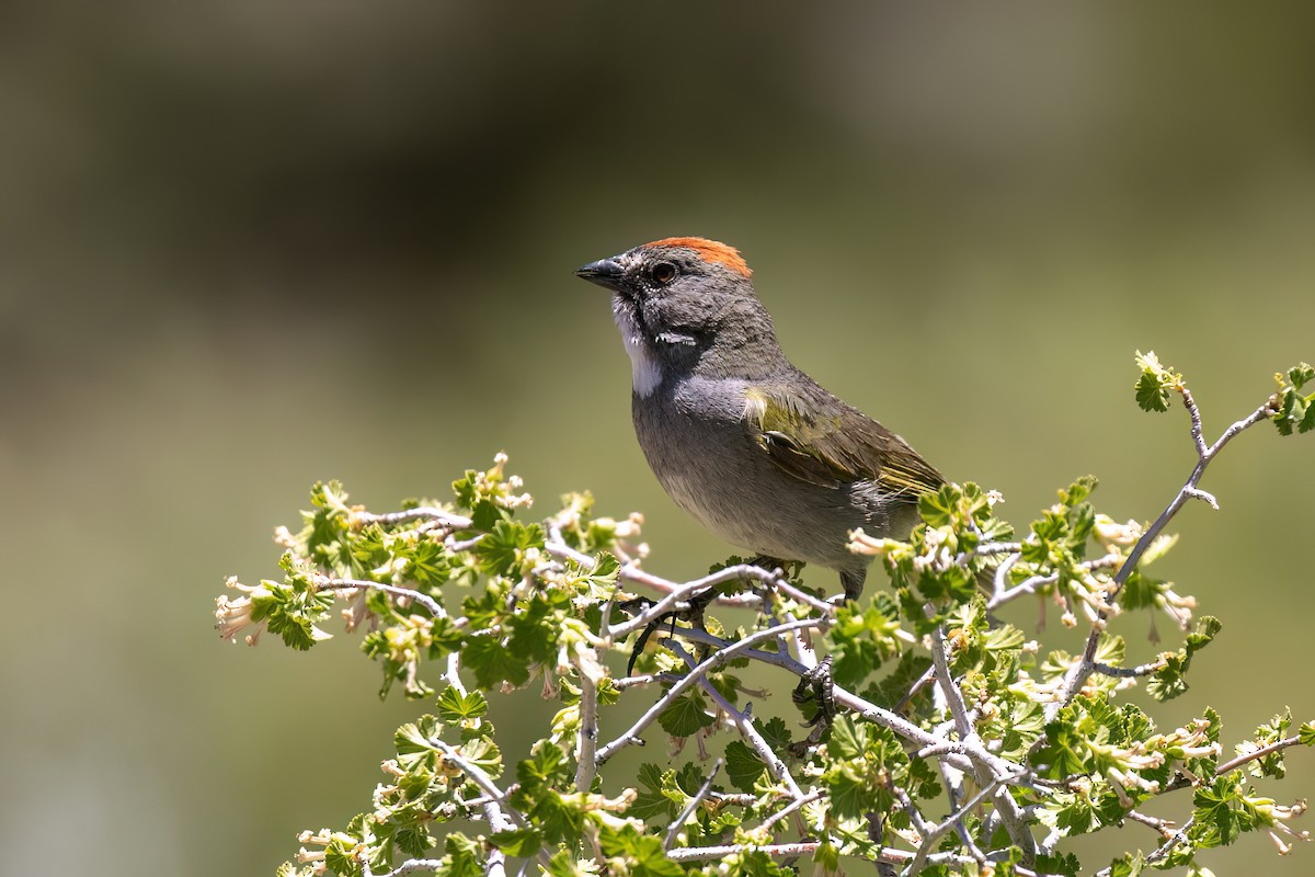 Green-tailed Towhee - ML620743522