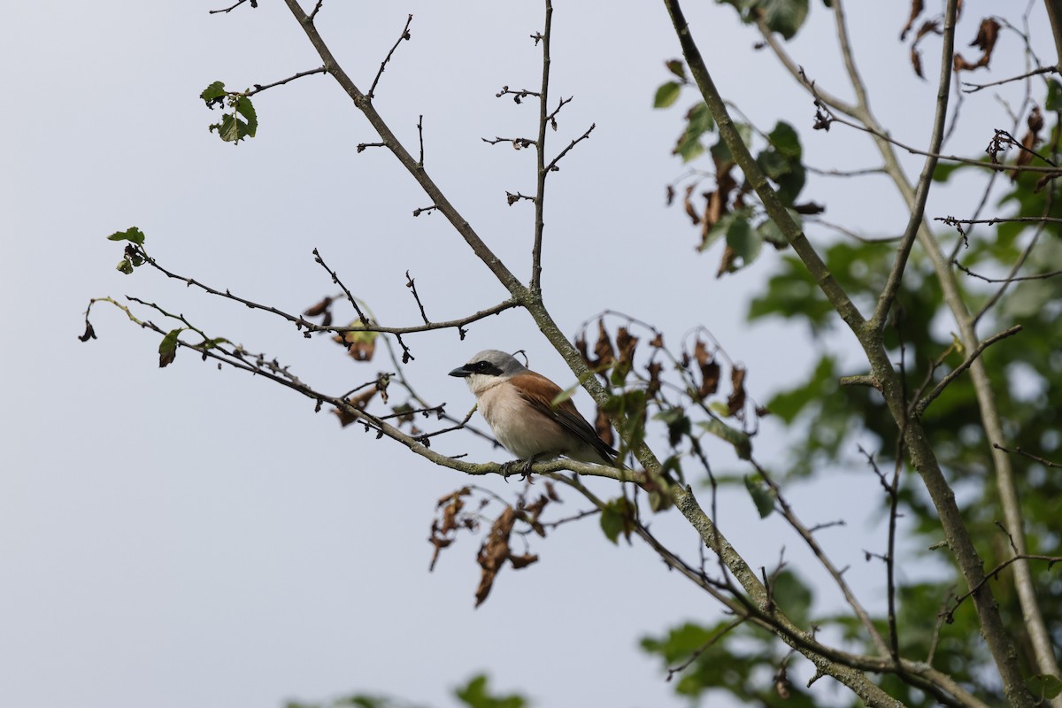 Red-backed Shrike - Schahzad Saqib