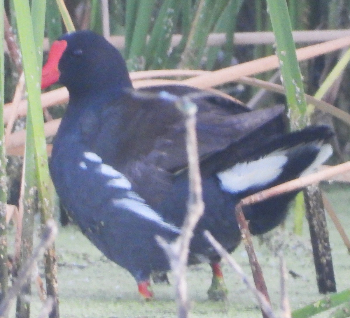 Common Gallinule - ML620743528