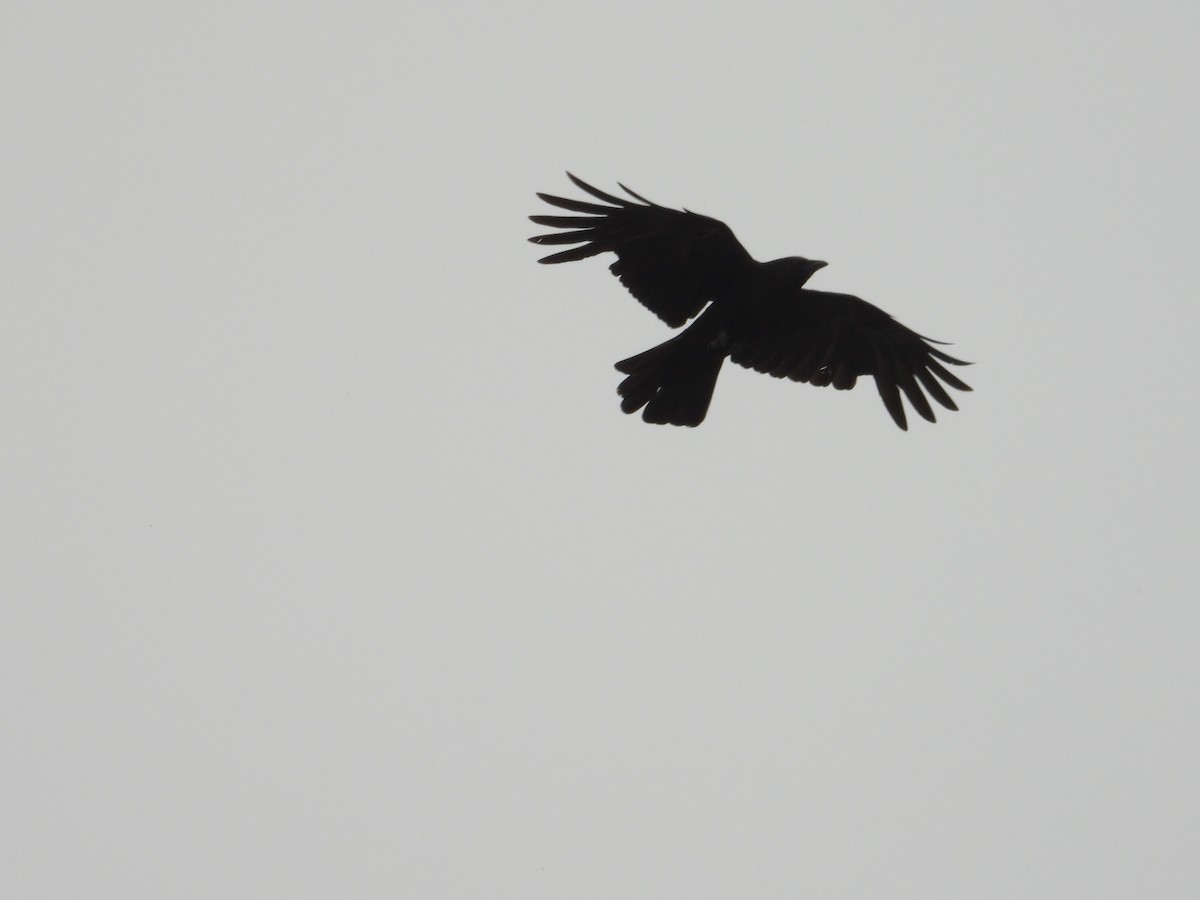 American Crow - ML620743531