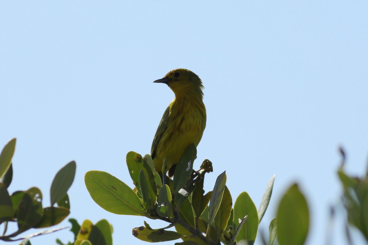 Yellow Warbler (Golden) - ML620743534