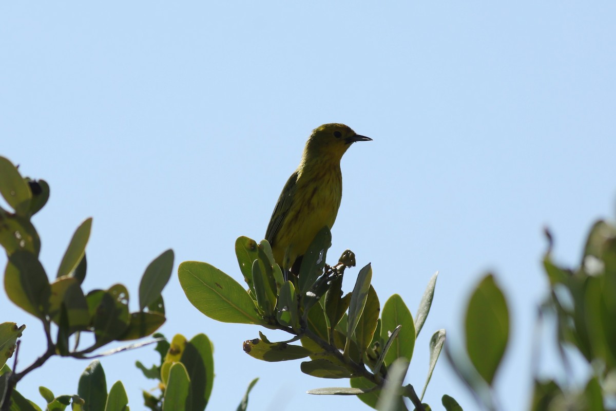 Yellow Warbler (Golden) - Joshua Gant