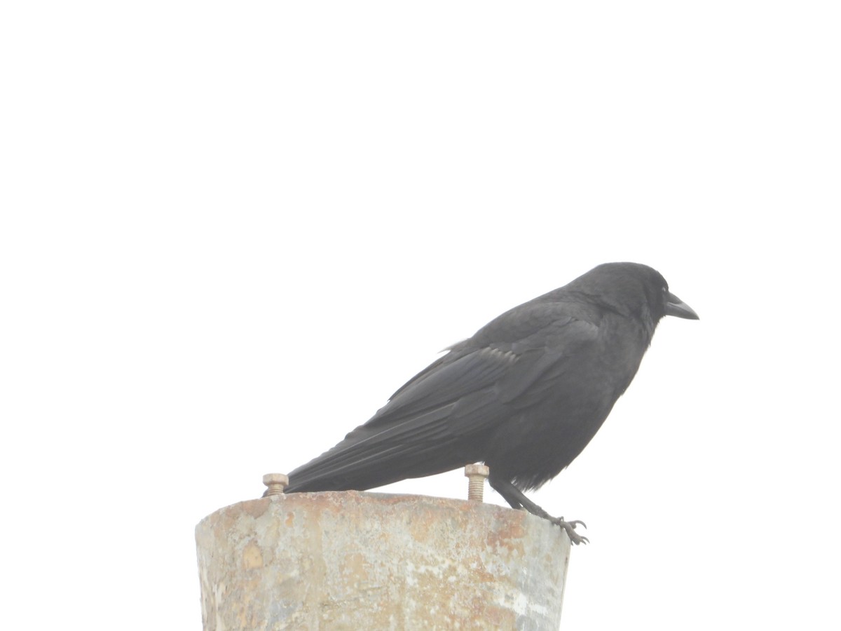 American Crow - ML620743536