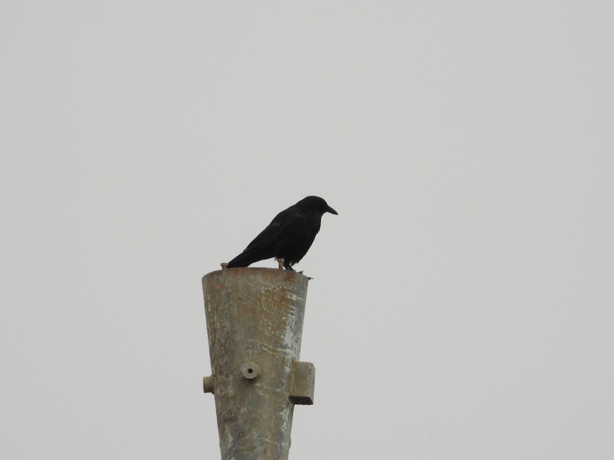 American Crow - ML620743537