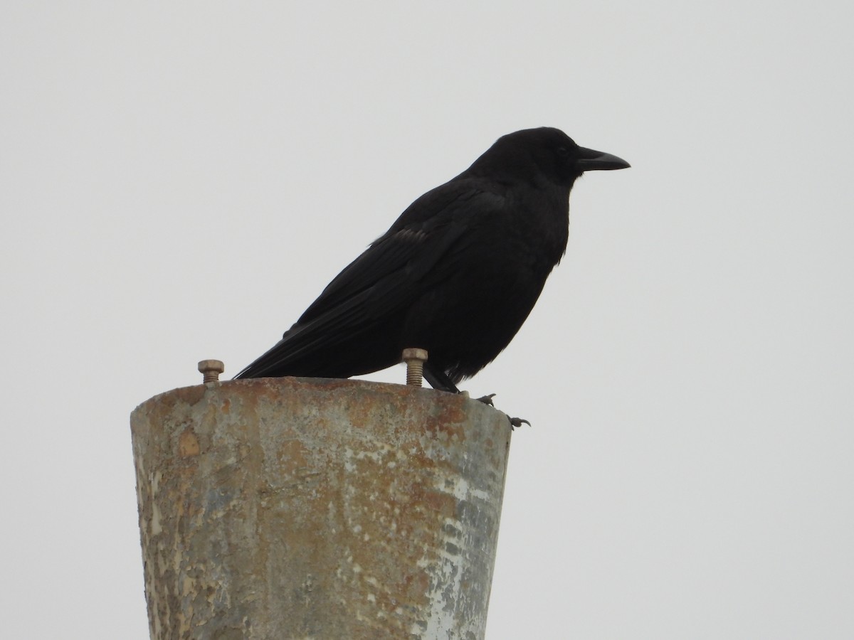 American Crow - ML620743538