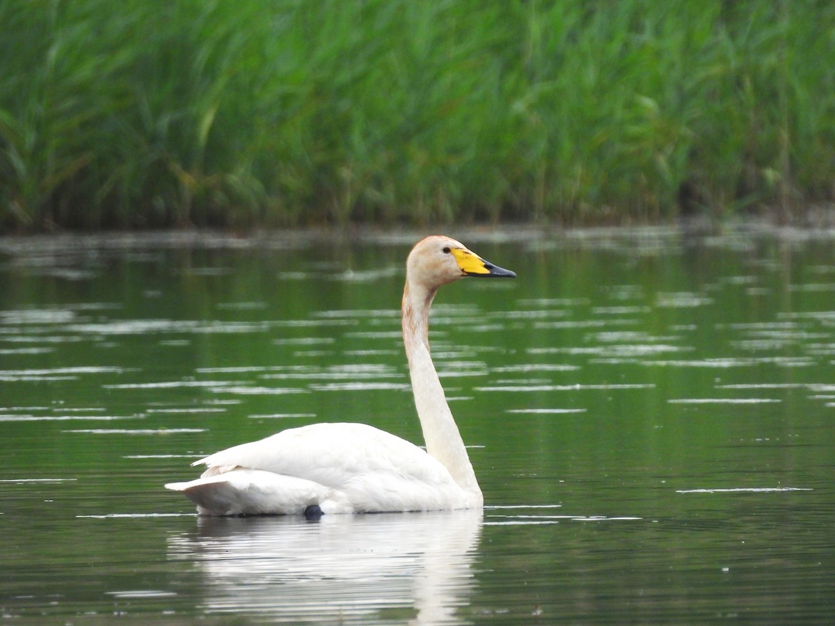 Whooper Swan - ML620743539