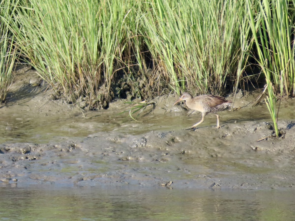 Clapper Rail - ML620743540