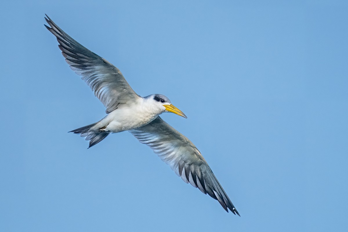 Large-billed Tern - Dick Murray