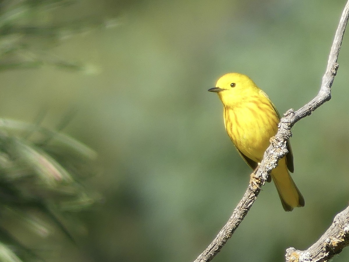 Yellow Warbler - ML620743544