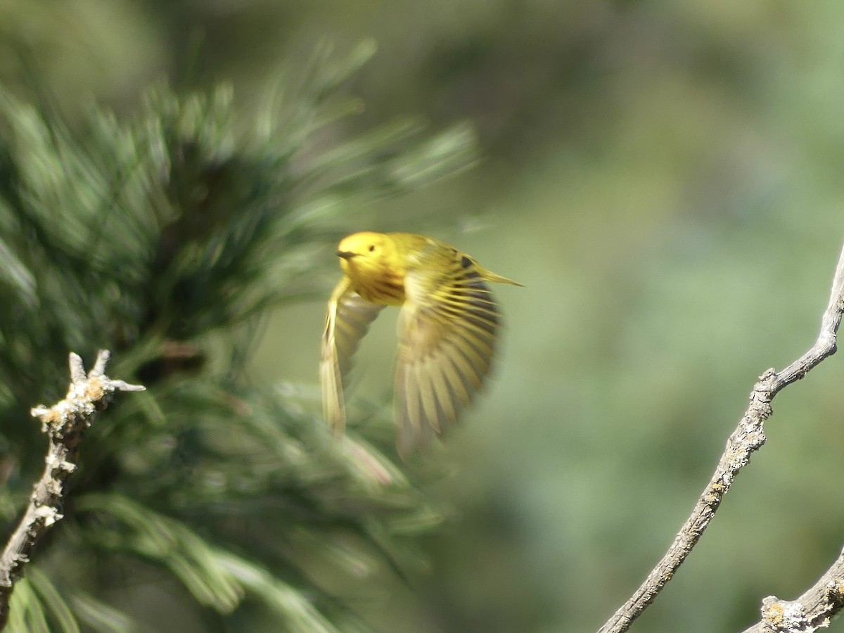 Yellow Warbler - ML620743545